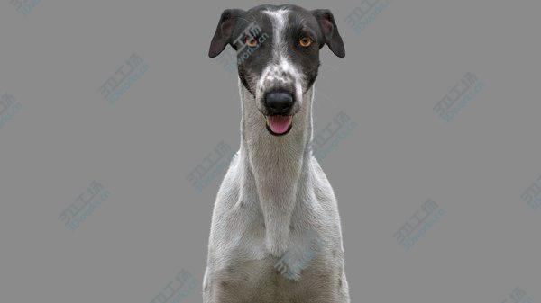 images/goods_img/20210312/3D Greyhound (4) (Fur) model/1.jpg